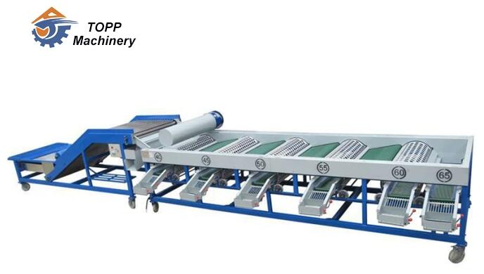 Onion Garlic Sorting Machine